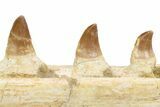 Mosasaur (Eremiasaurus?) Jaw with Eight Teeth - Morocco #260376-6